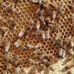 Honig im Kopf: Aufbewahrungszeit und Haltbarkeit