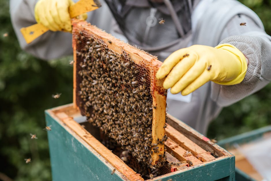 Länge Haltbarkeit von Honig
