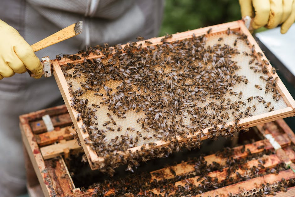 Lebensdauer von Honig nach dem Öffnen