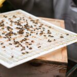 Länge der Rührdauer für Honig