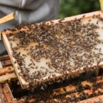 Bienen sammeln Honig über mehrere Wochen