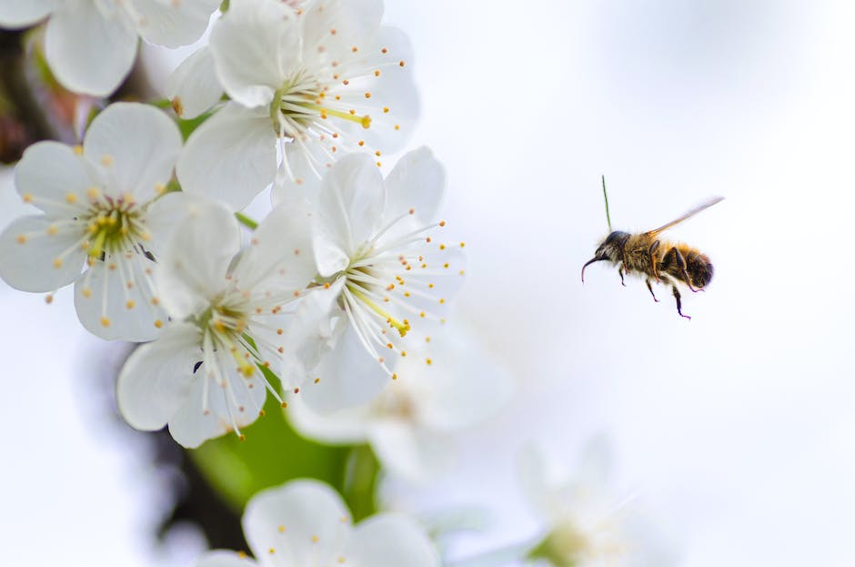 Bienen machen Honig durch Sammeln von Nektar und Blütenstaub