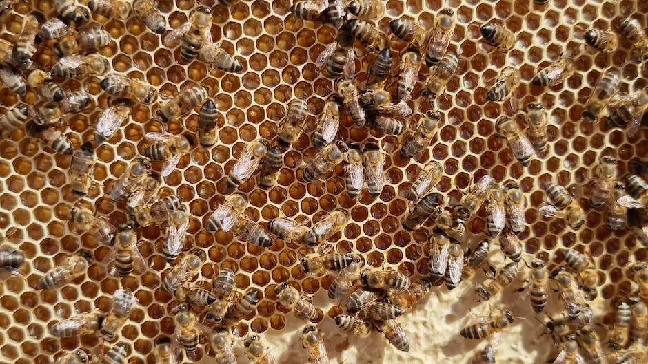 Bienen machen Honig