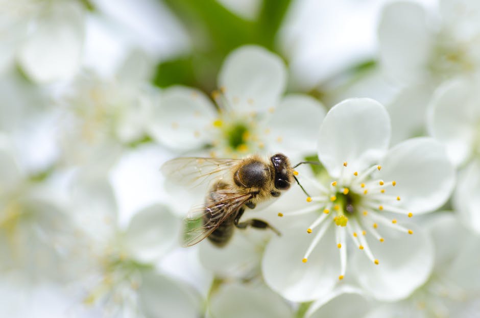  Wie Bienen Honig machen Video