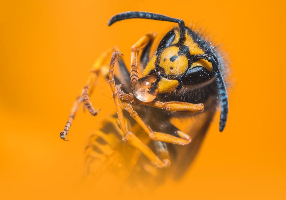Video zeigt Bienen beim Honigmachen