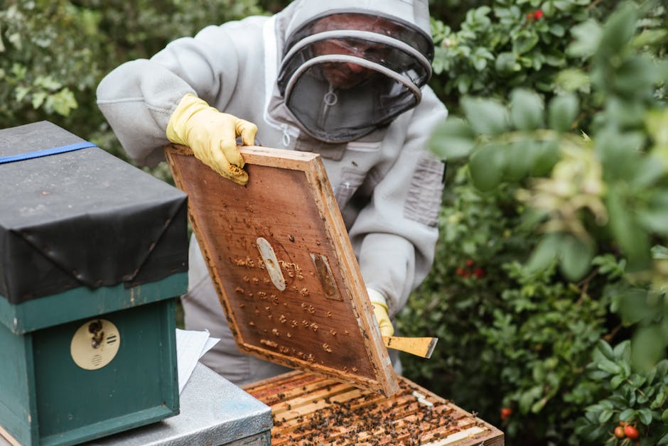  Bienen machen Honig