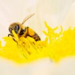 Wie machen Bienen Honig
