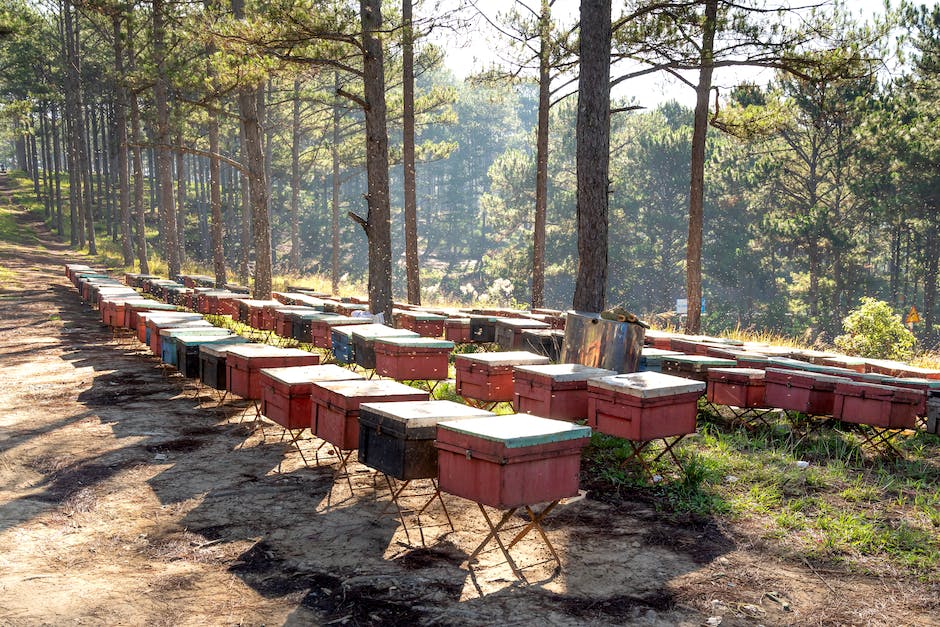 Bienen sammeln Nektar zur Herstellung von Honig