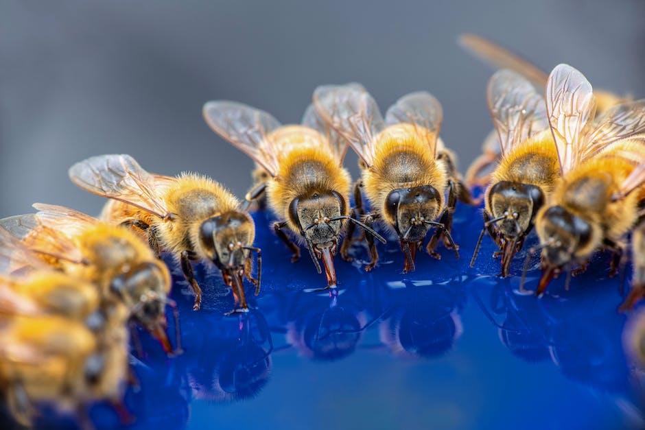 Bienen machen Honig durch Nektar Sammeln