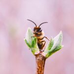 Bienen machen Honig durch Sammeln von Nektar