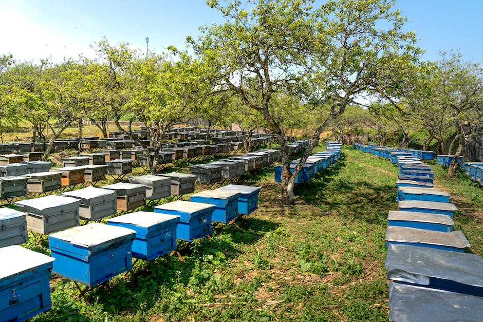 Biene Honig produzieren