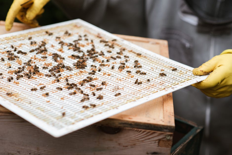 Köstliches Honig Senf Dressing selbst machen