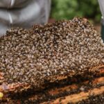 Wie man Honig wieder flüssig macht