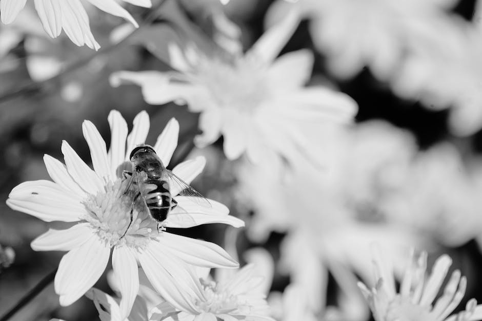  Wie oft muss eine Biene fliegen, um ein Glas Honig zu sammeln?