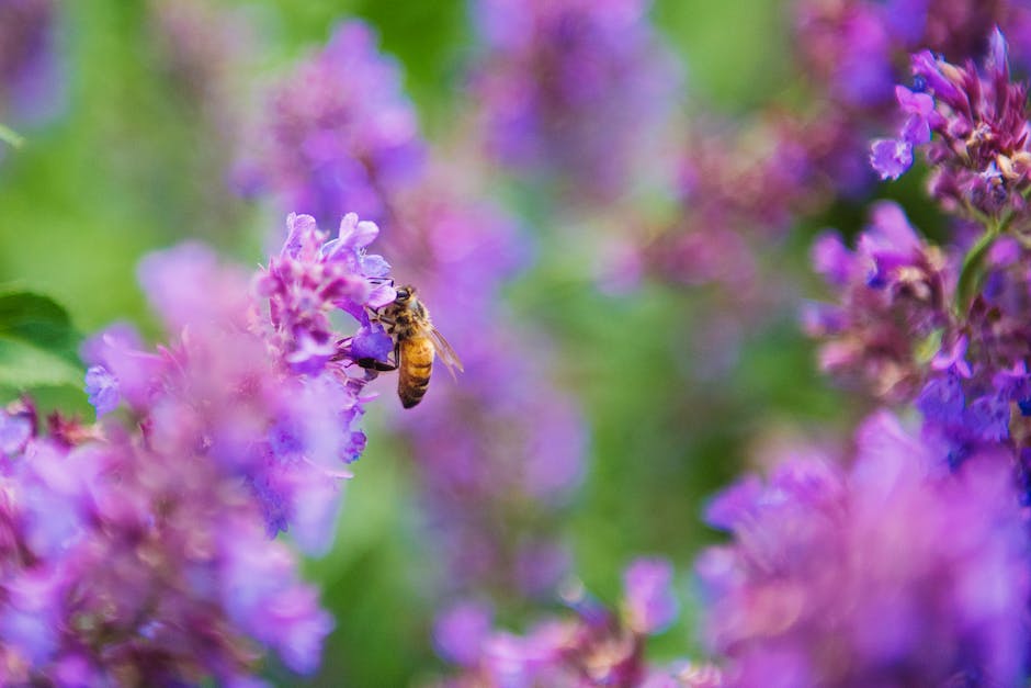 Biene fliegt bis zu 150 mal pro Tag für ein Glas Honig