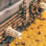 Honigrühren - wie oft muss es gemacht werden?