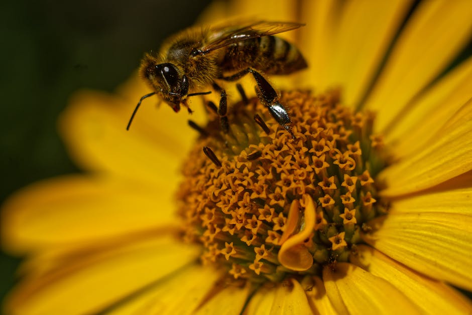  Wie viele Flüge benötigt ein Bienenstock, um 500g Honig zu produzieren?