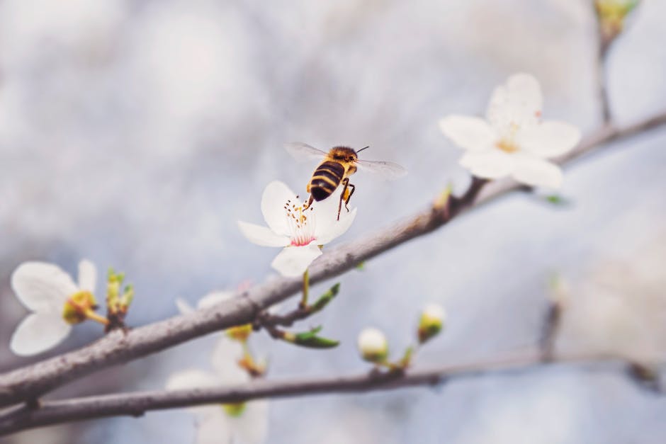 Bienen müssen für 500g Honig Abertausende Kilometer fliegen