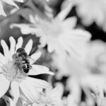 Wie oft müssen Bienen fliegen um 500 g Honig zu sammeln?
