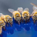 Produktion von Honig durch Bienen