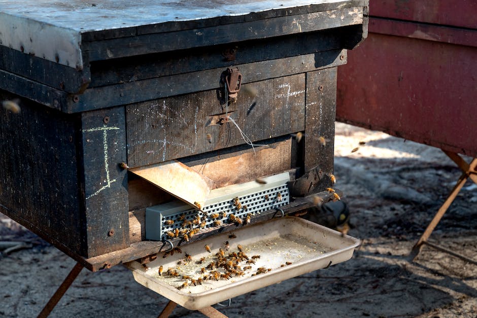  Biene produziert Honig