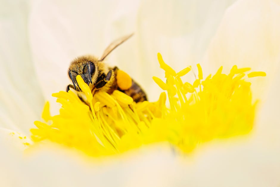Bienen scheiden Honig durch Filtern aus