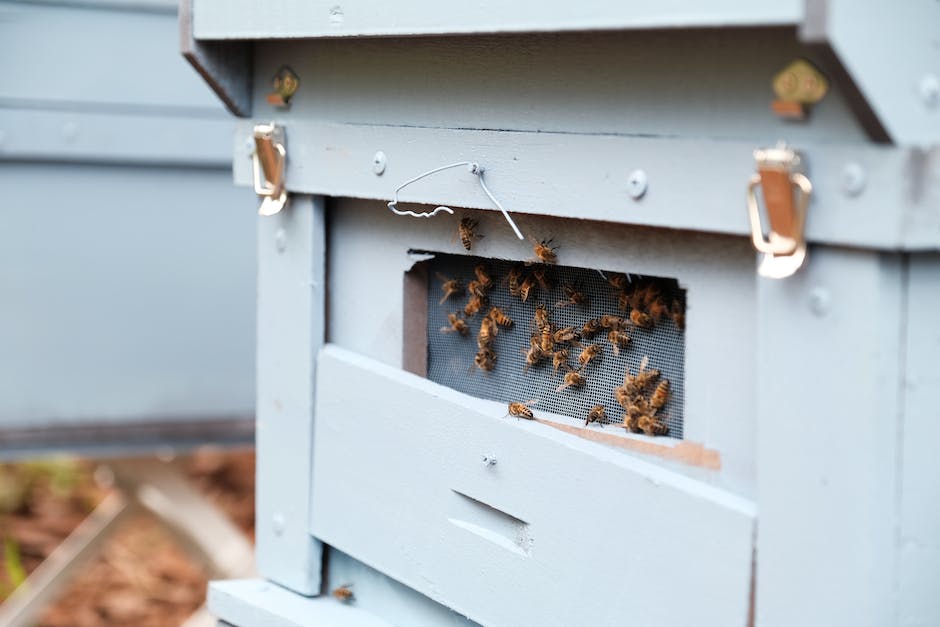  Bild zeigt Bienen beim Honigherstellen