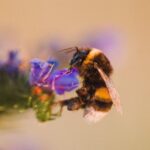 Biene Sammeln Honig Anzahl