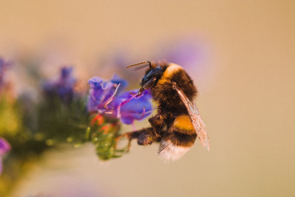 Biene Sammeln Honig Anzahl
