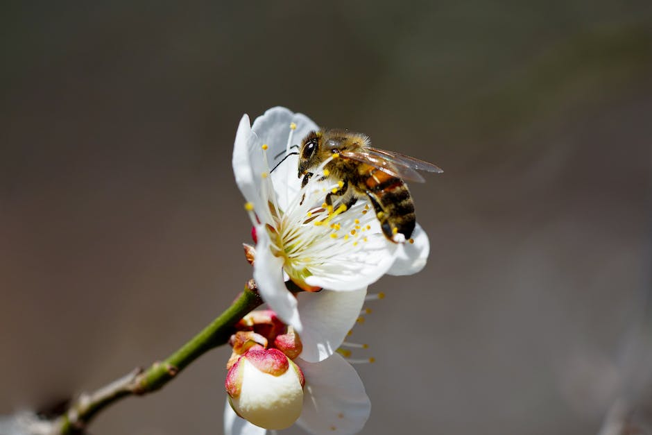  Honigertrag pro Biene