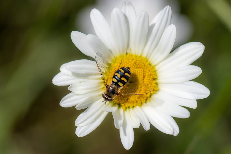  Honigproduktion pro Biene