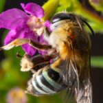 wieviele Honigbiene pro Biene produzieren