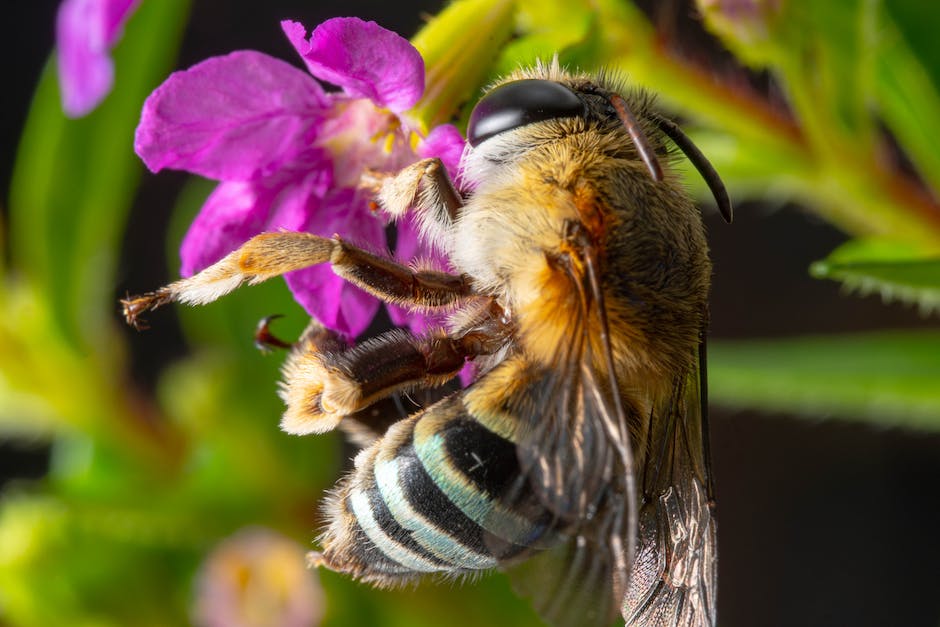 wieviele Honigbiene pro Biene produzieren