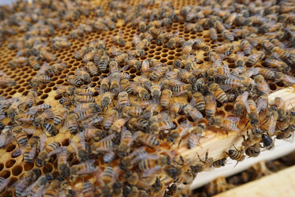 Bienenstock Honigproduktion
