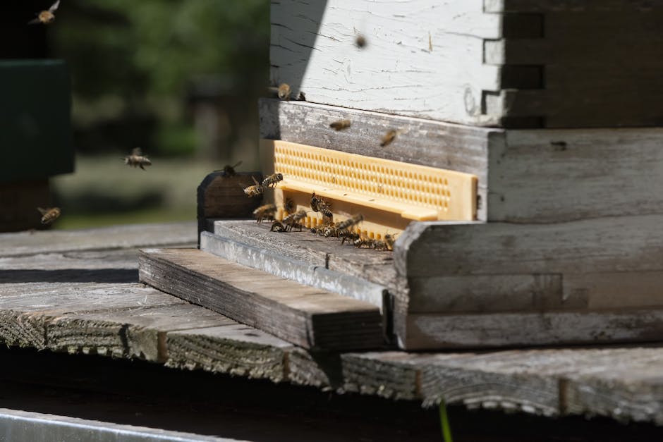 wieviel Honig produziert ein Bienenvolk pro Jahr
