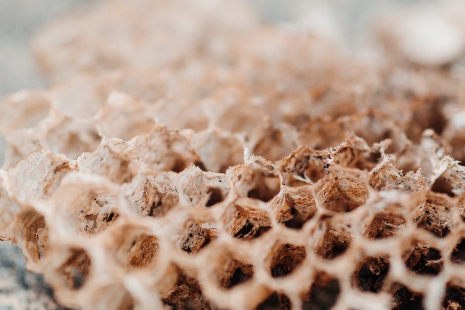 Bienenvolk Honigproduktion