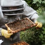 wie_viel_Honig_ein_Bienenvolk_pro_Tag_produziert