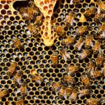 Honigproduktion eines Bienenvolks