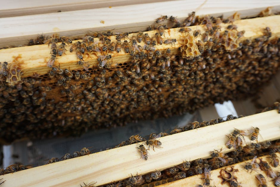  jahresproduktion eines bienenvolks an honig