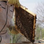 Bienenvolk-Jahresproduktion-Honig
