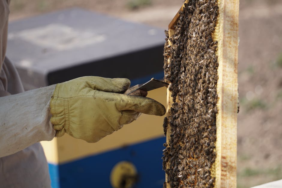 wie viel Honig pro Jahr produziert ein Bienenvolk