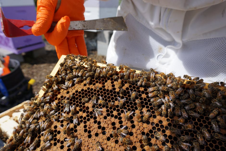 Honigproduktion eines Bienenvolkes