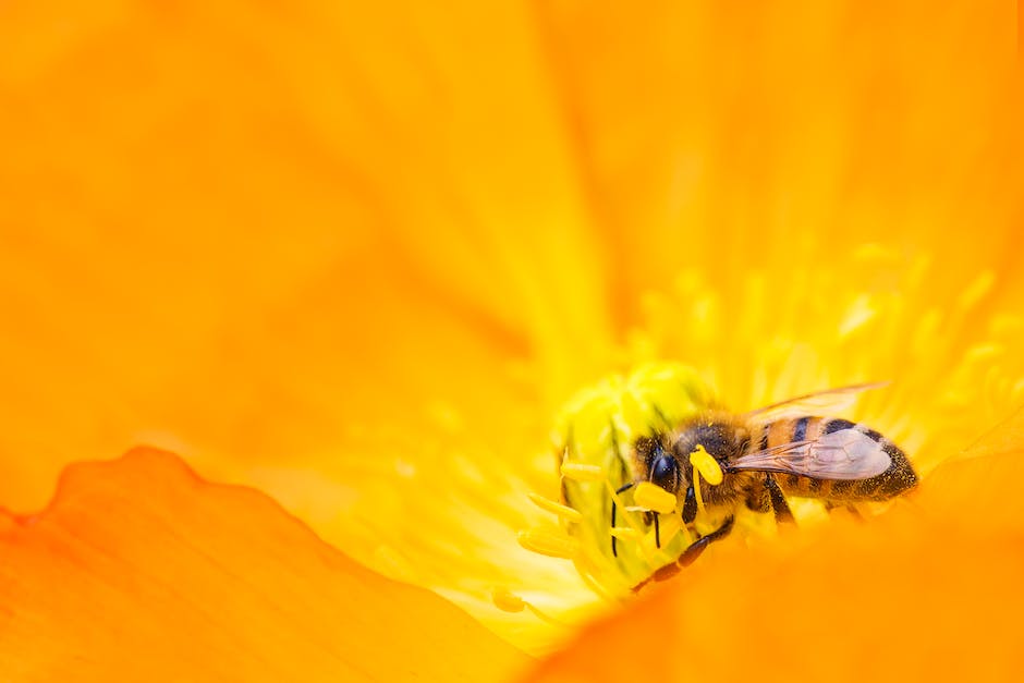  Honigproduktion pro Tag seitens Biene