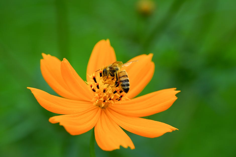  Produktion von Honig pro Tag durch Bienen
