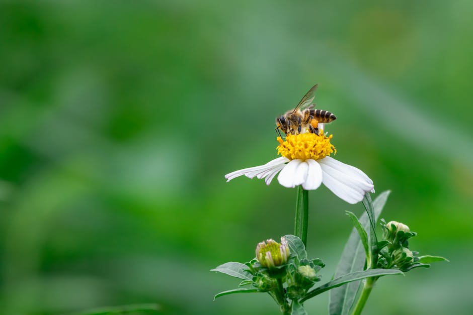 Honigproduktion pro Tag einer Biene