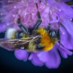 Biene produziert während ihres Lebens Honigmenge