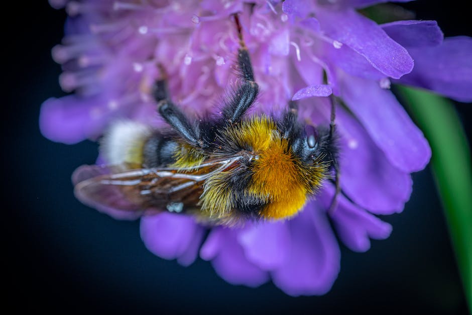 Biene produziert während ihres Lebens Honigmenge