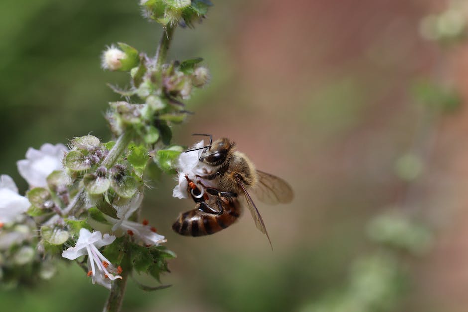  Anzahl Honig, die eine Biene produziert in ihrem Leben