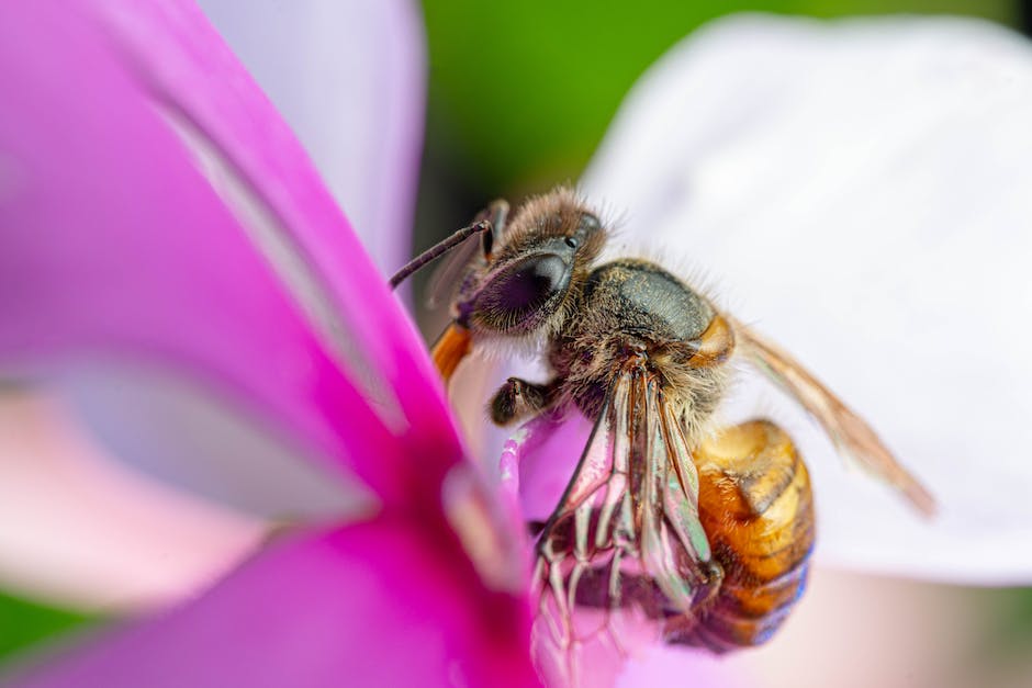 Produktion von Honig durch Bienen pro Lebensdauer