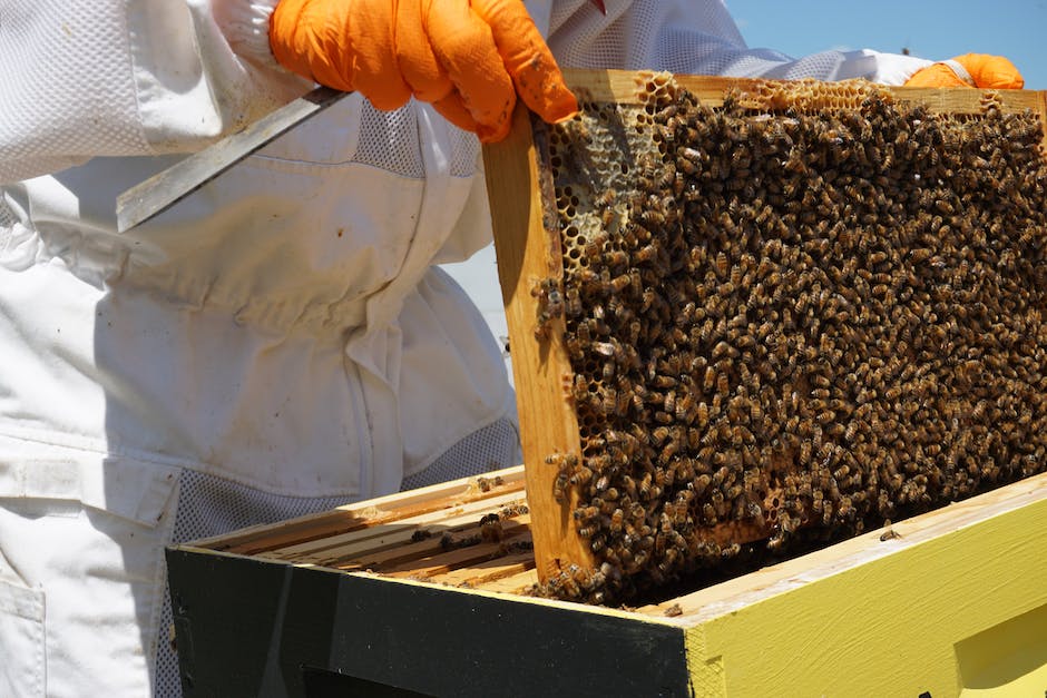  Honigproduktion einer Biene pro Leben